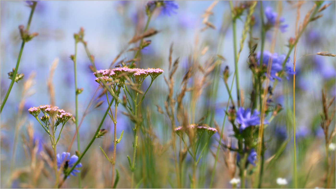 Из глубины лета: жужжащего, стрекочущего, звенящего...