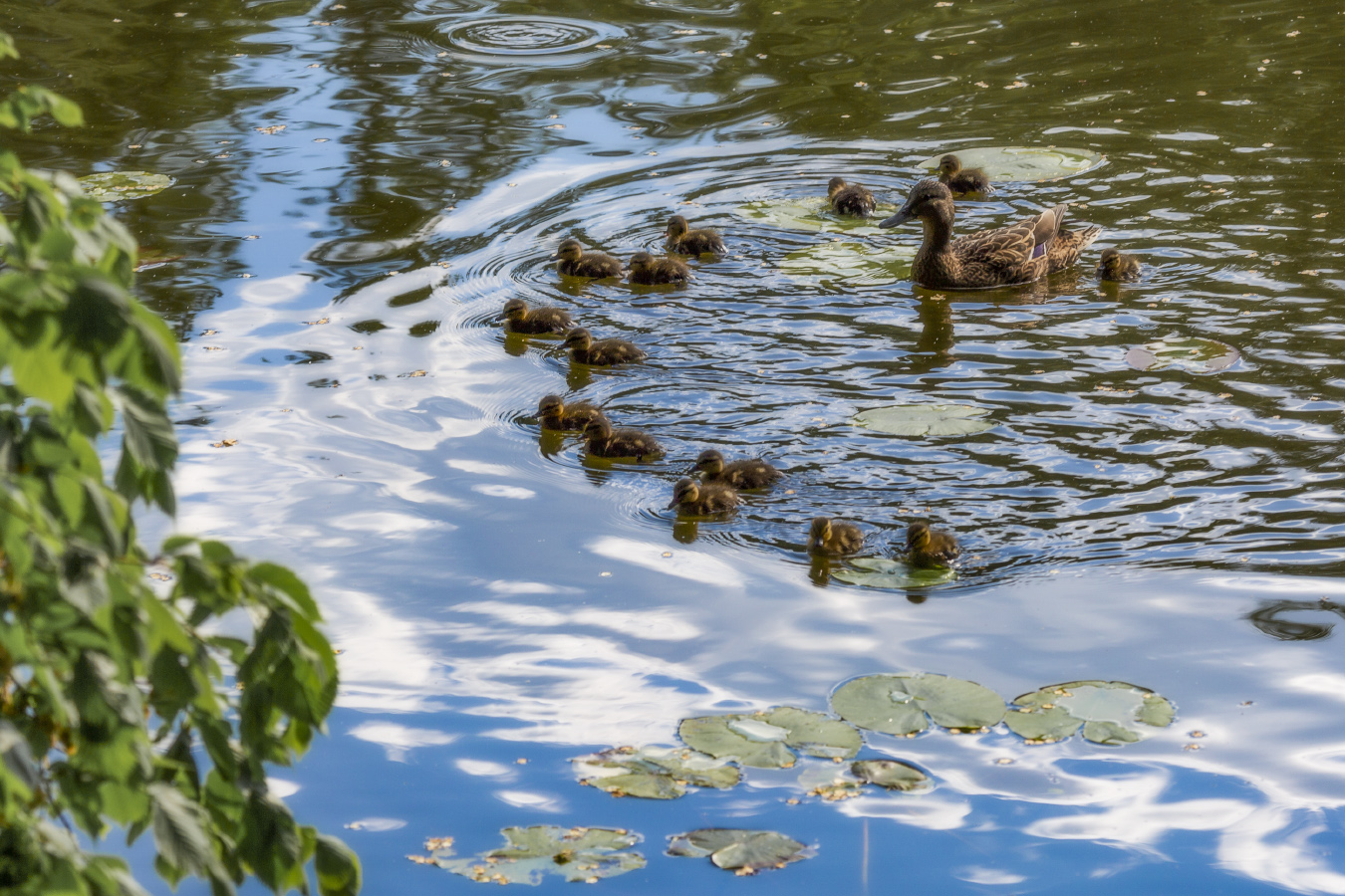 Многодетная мама