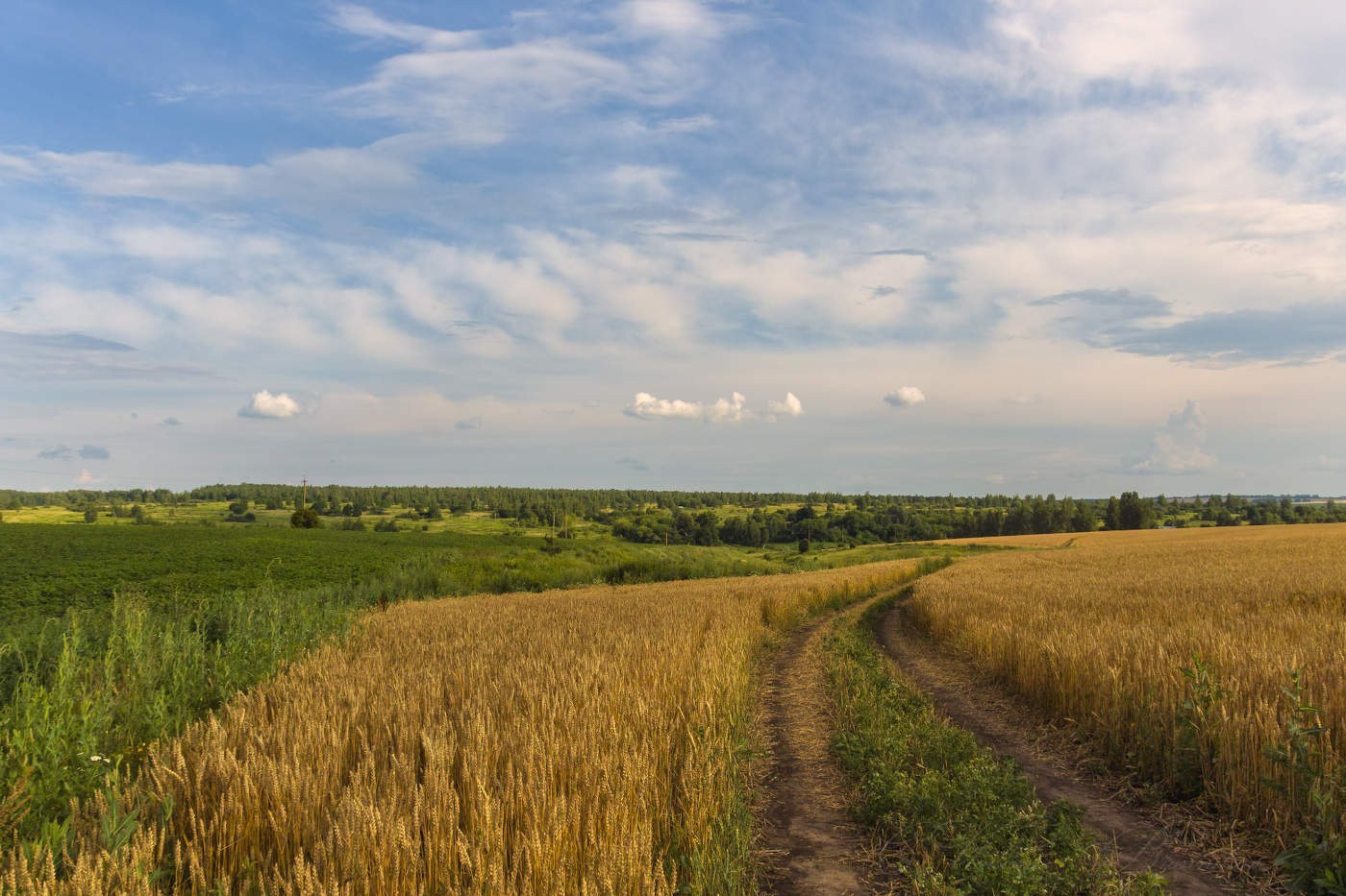 Поспевает рожь