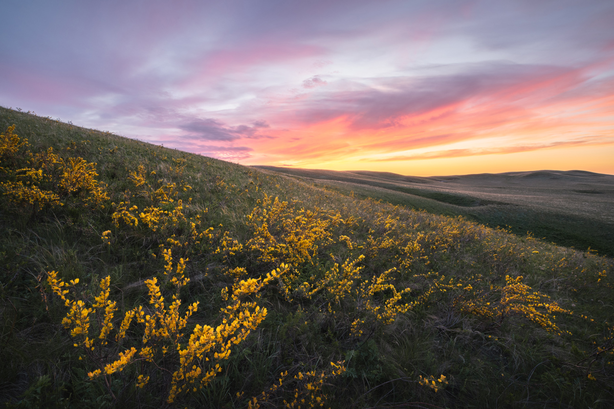 "Цветет ракитник"