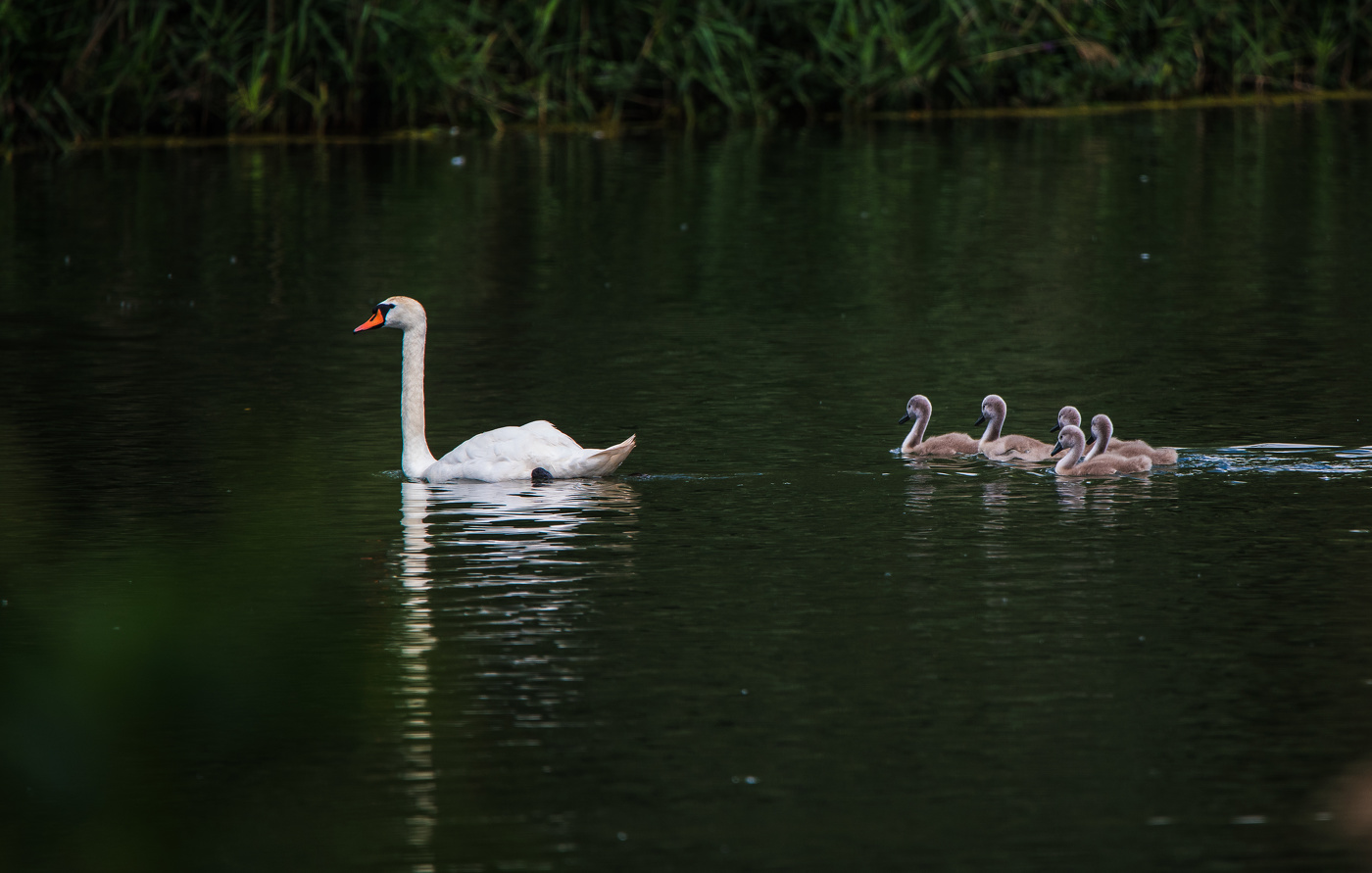 "Танец маленьких лебедей".