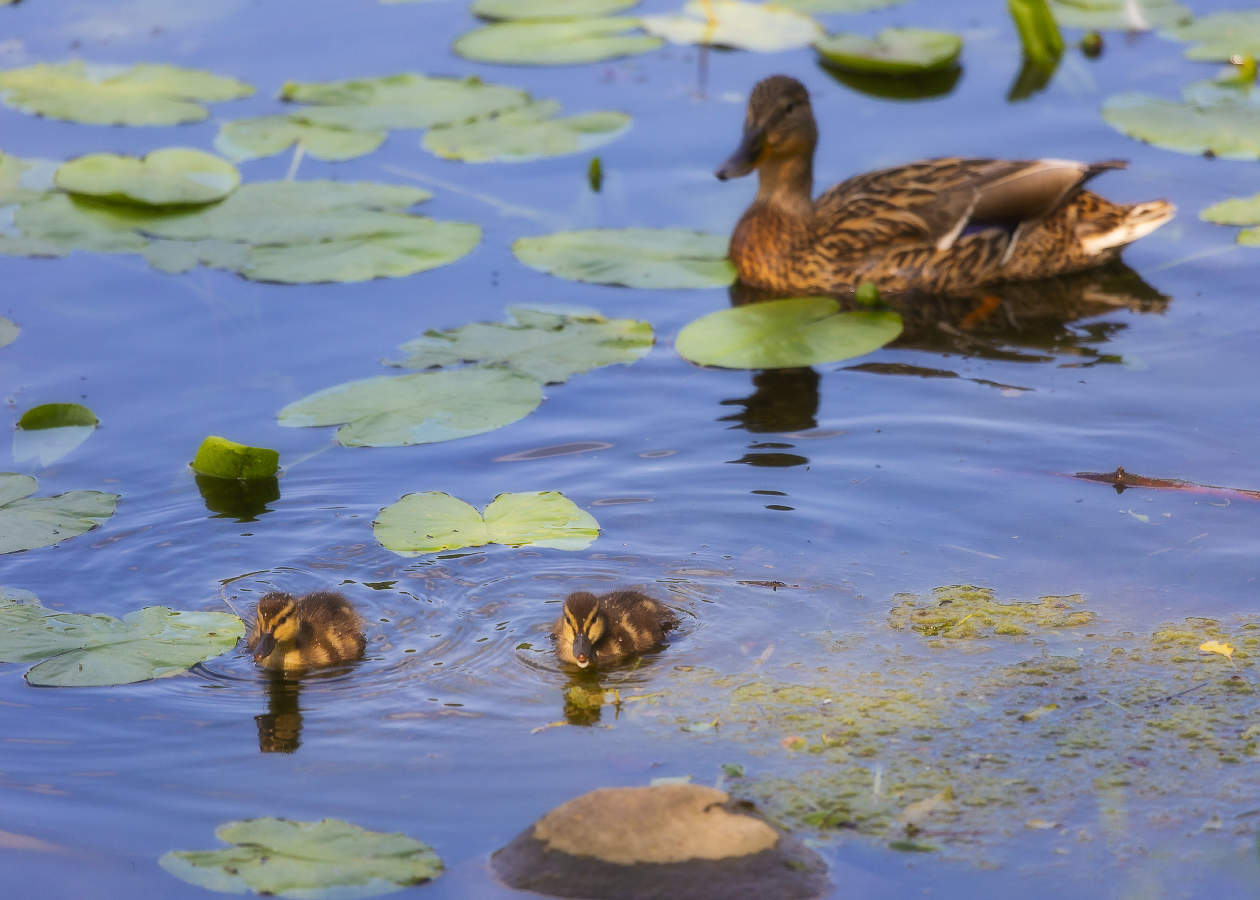 Двое из ларца...