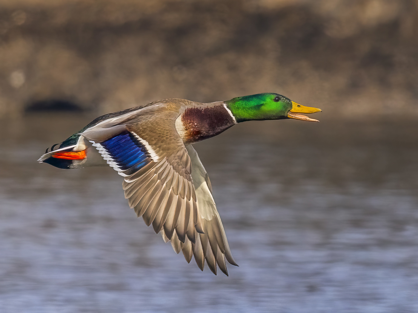 КРЯКВА В ПОЛЕТЕ