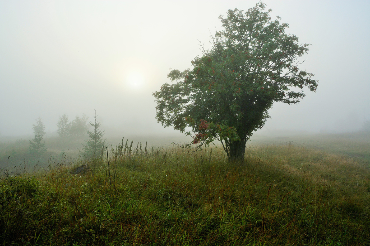Утро за околицей ...