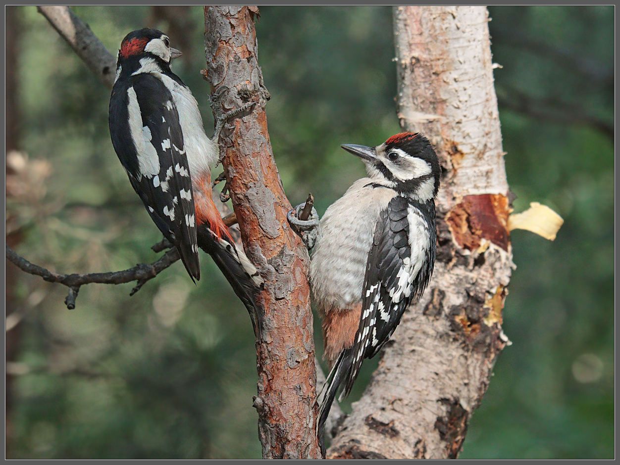 "Крошка сын к отцу пришел..."