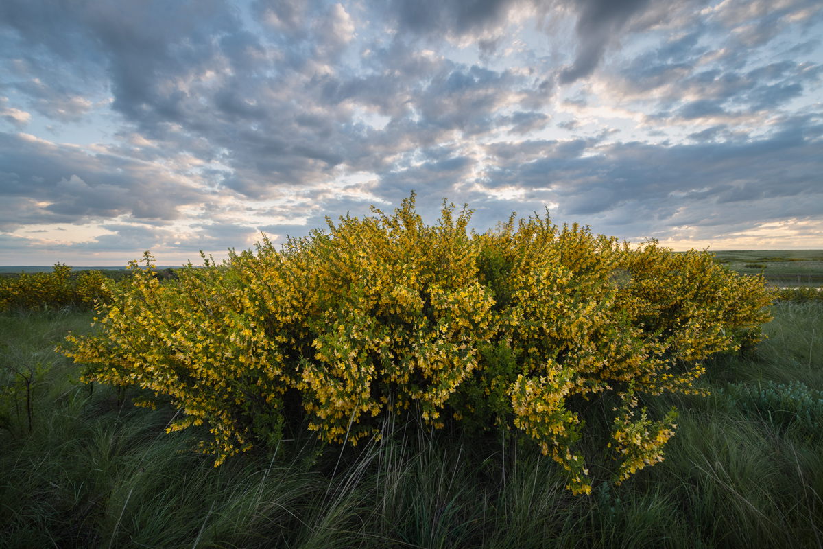 "Цветет карагана"