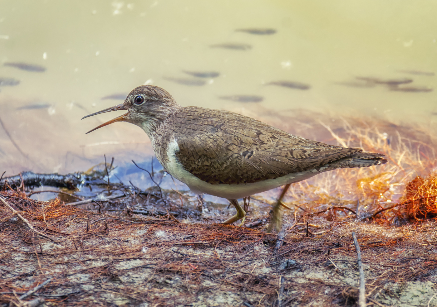 Кулик перевозчик.