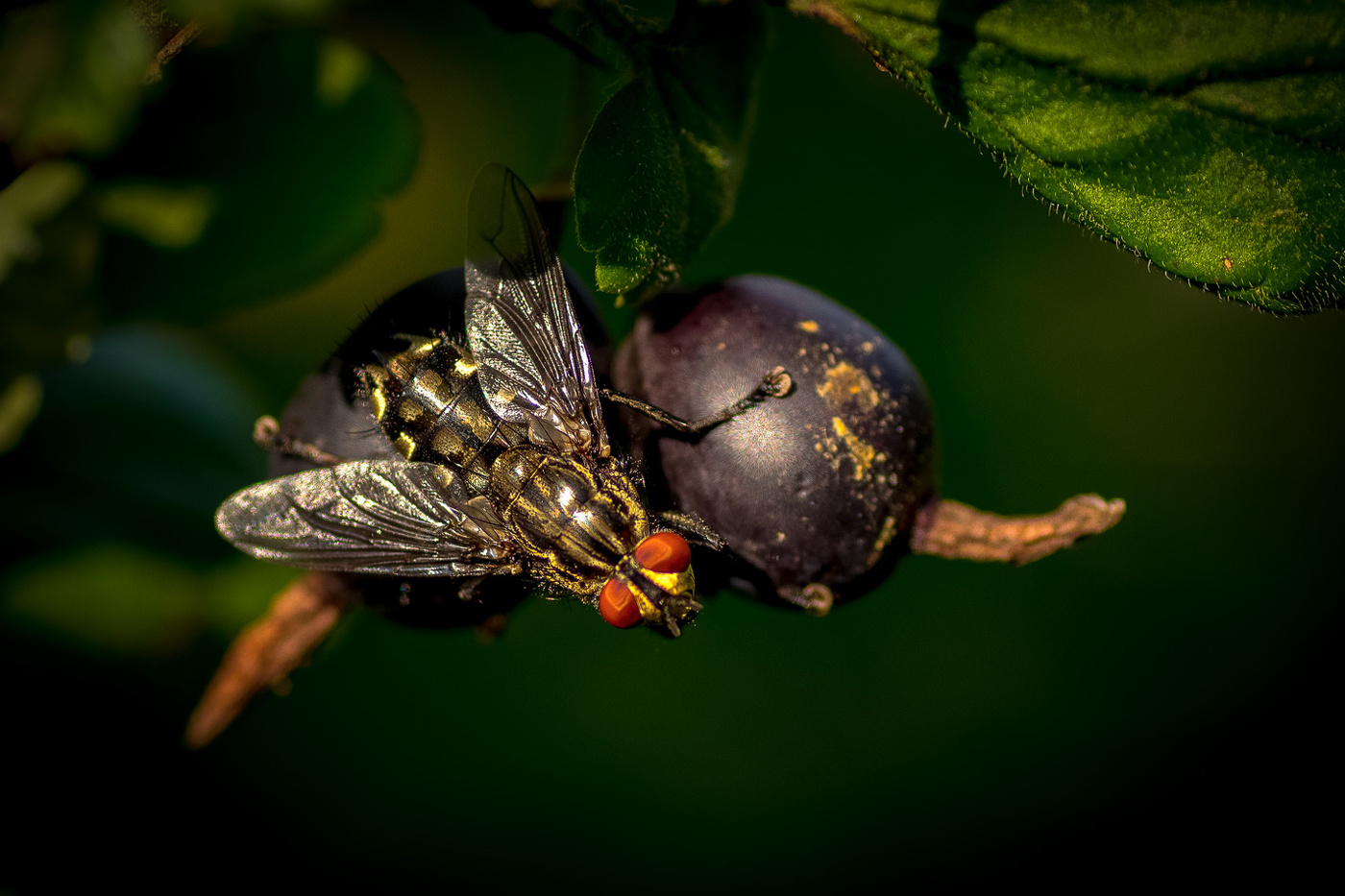 Крыжовник с мясом