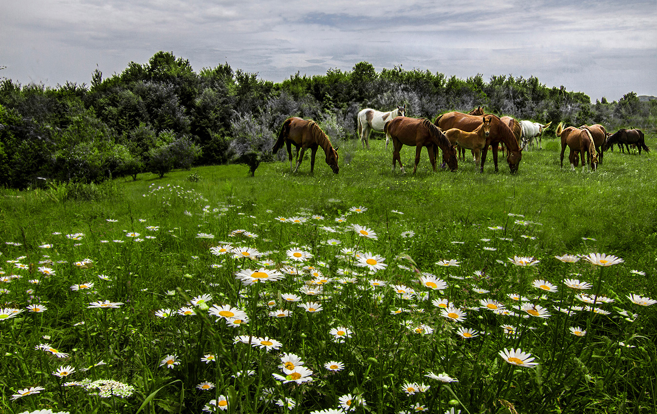 Ромашки на яйле