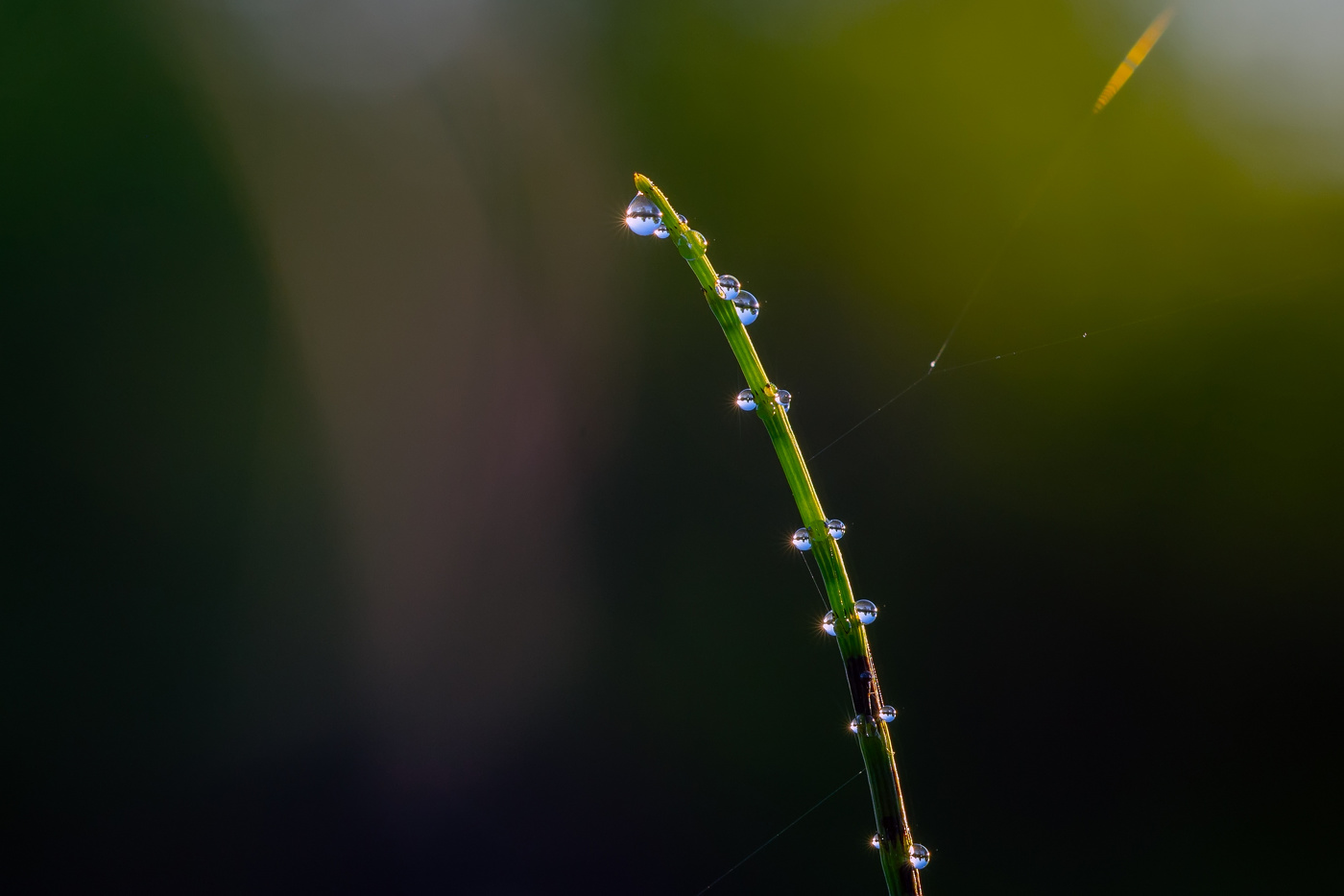 на тоненького