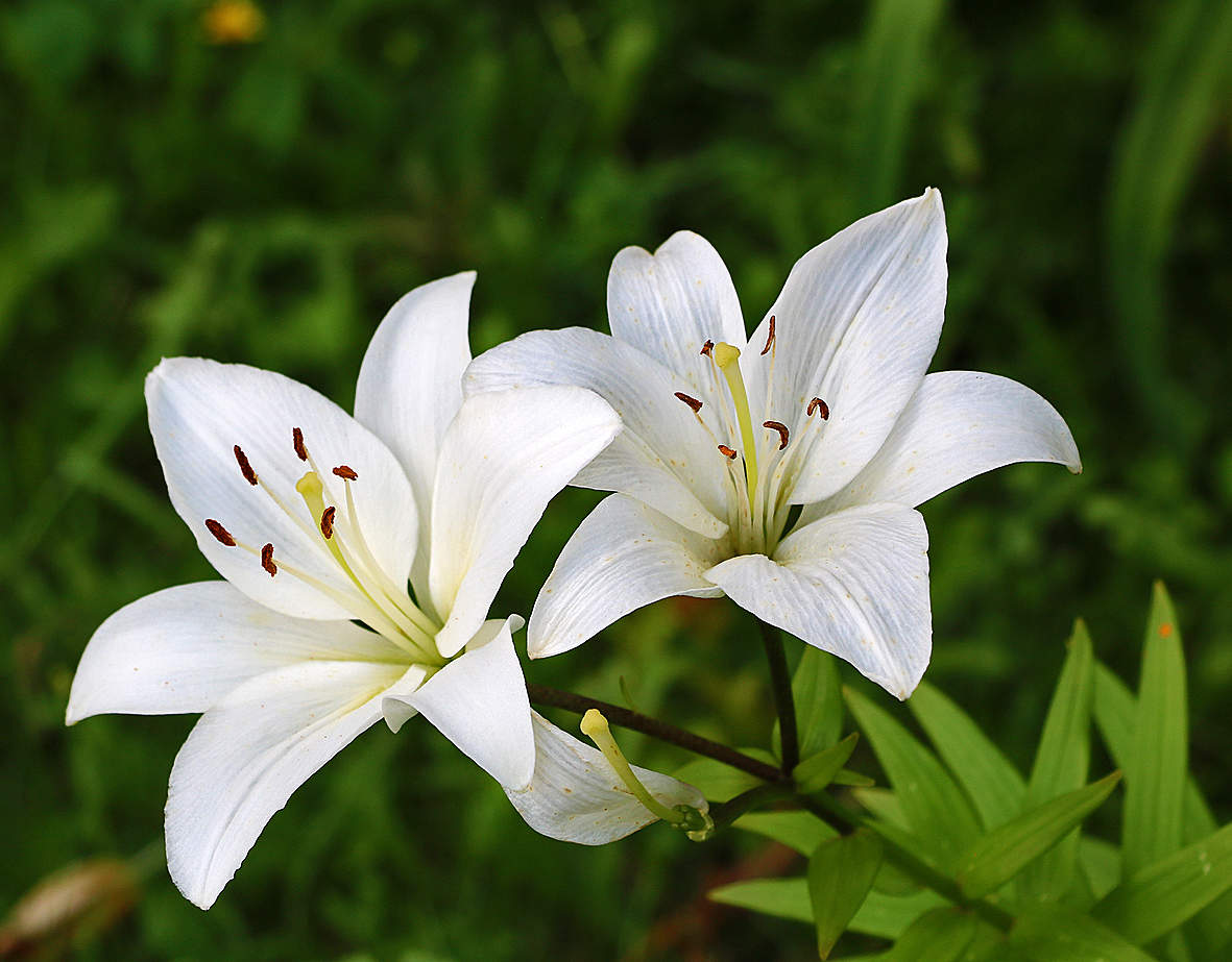 Парочка белоснежных