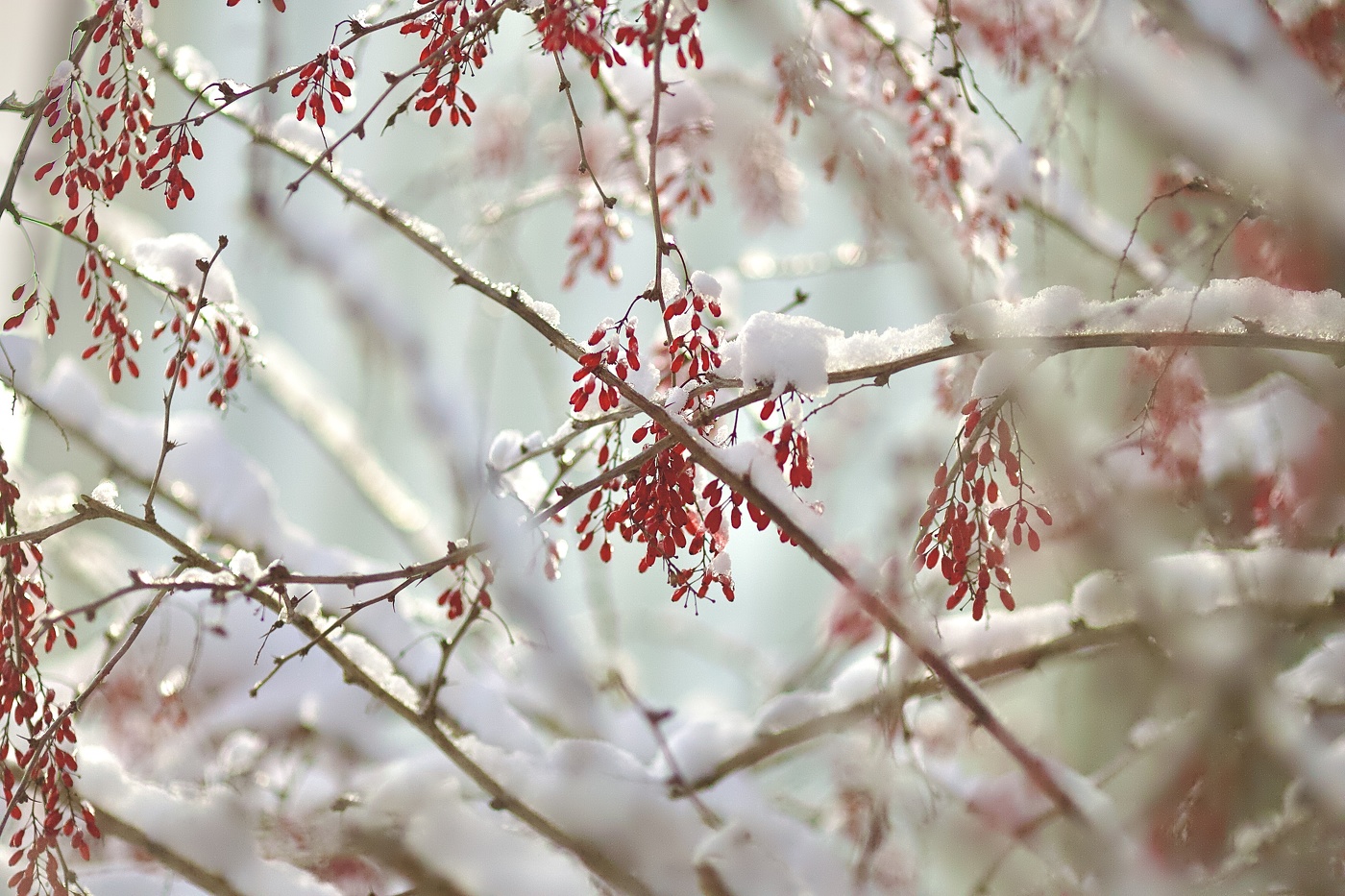 зимние лакомства!