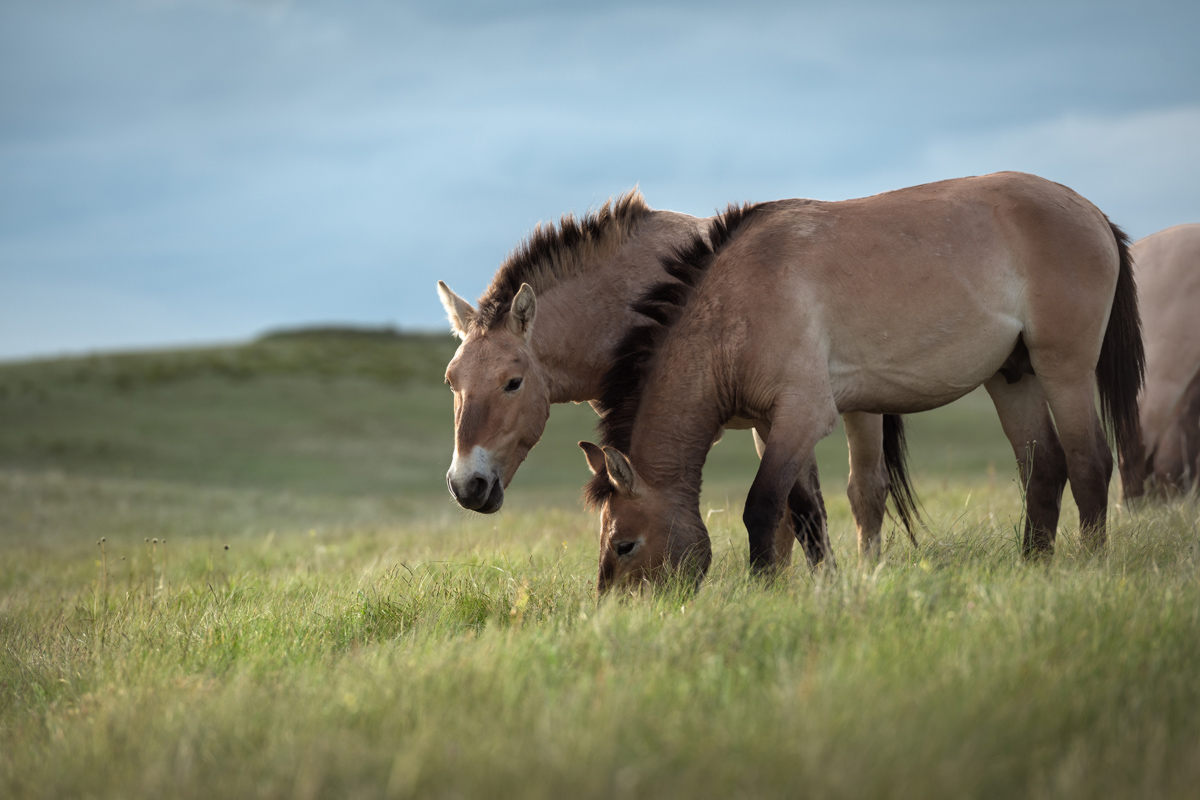 "Оренбургский заповедник"
