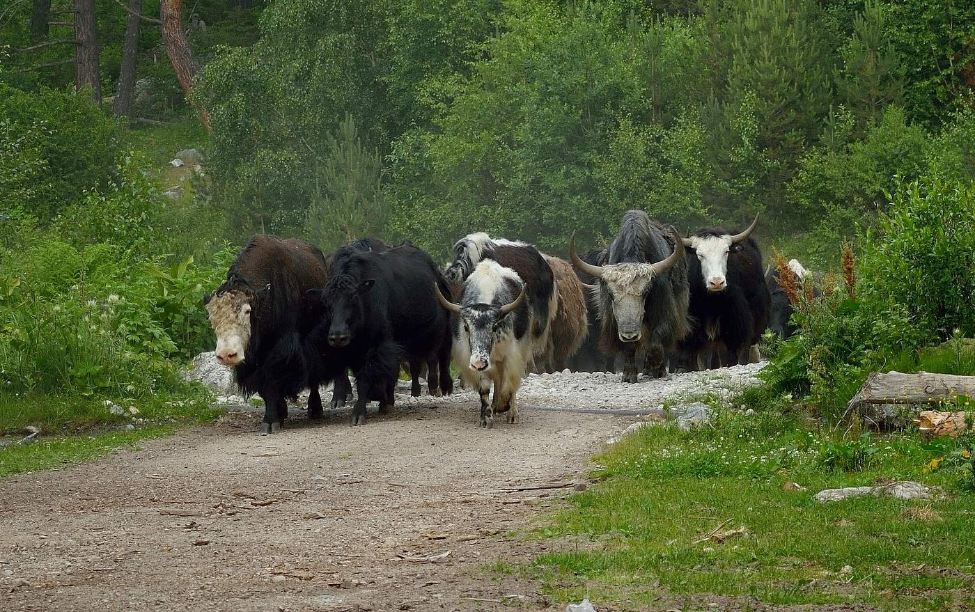 Встреча в горах Кавказа