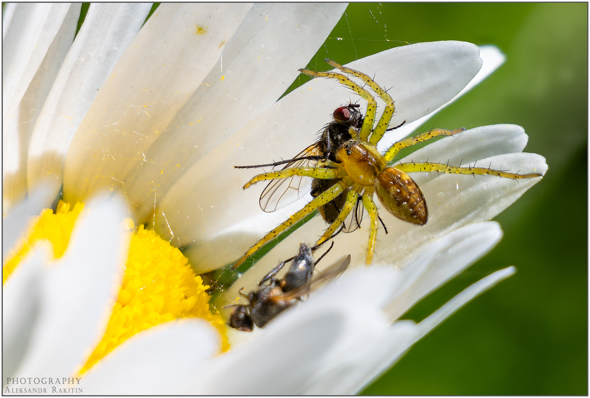 В крепких объятиях или охота удалась.