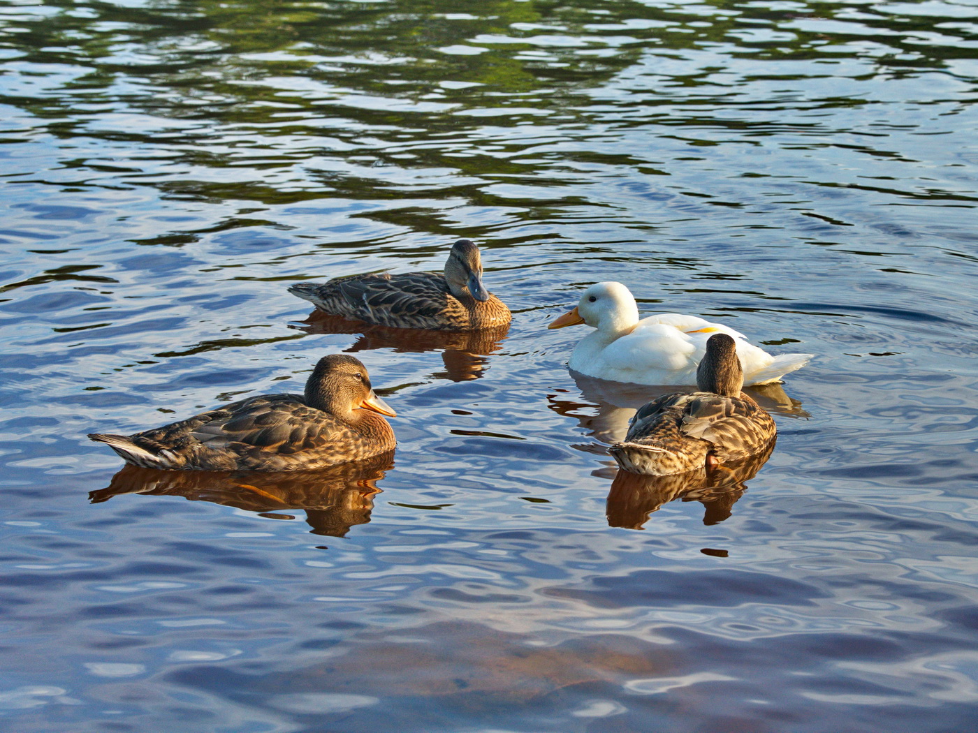 Гадкий утёнок