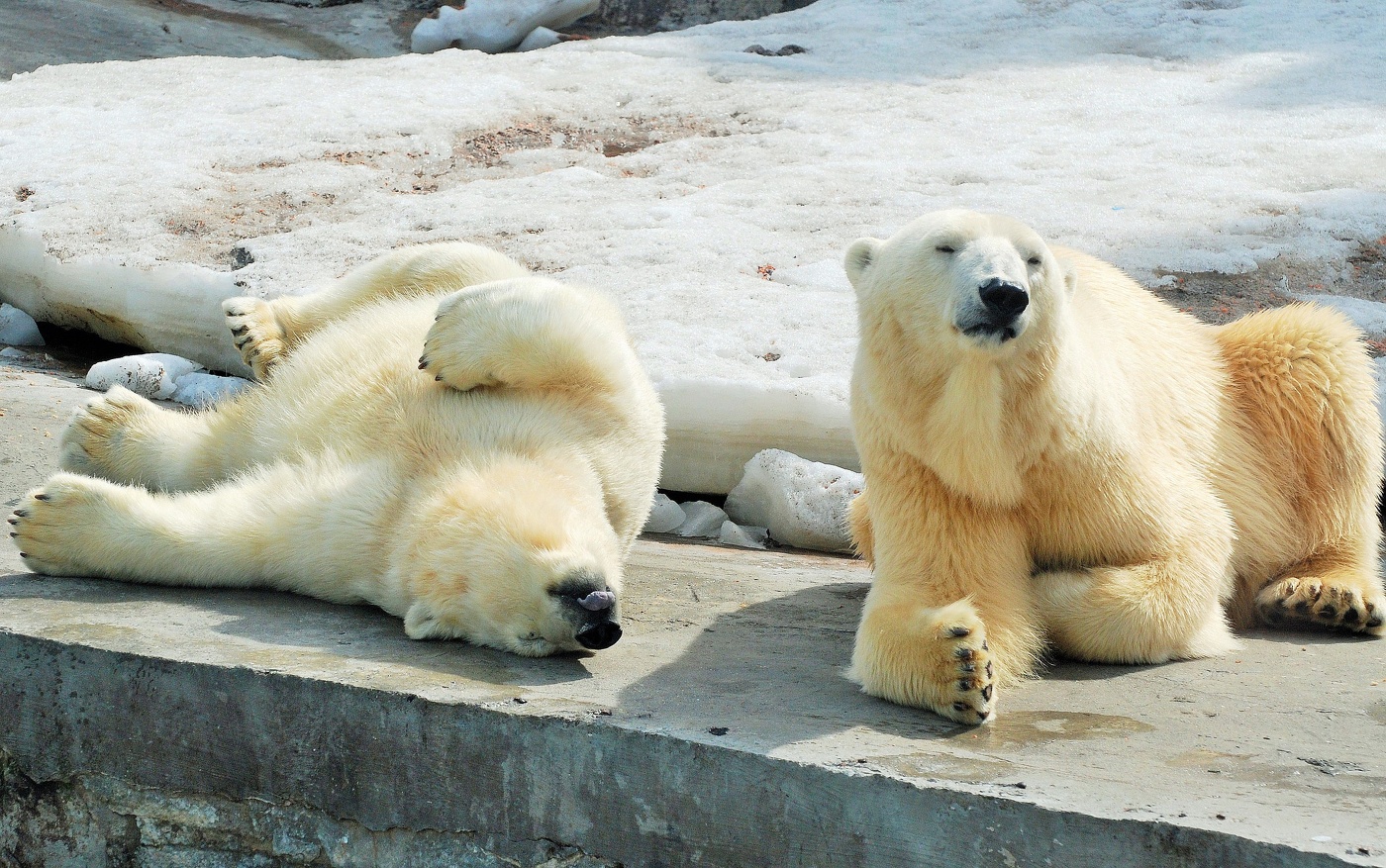 "После сытного обеда, по законам Архимеда, полагается поспать..."