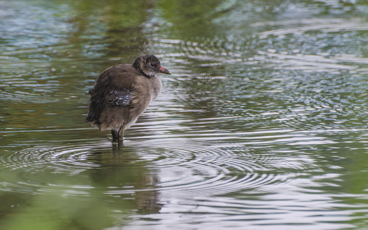 Птенец камышницы