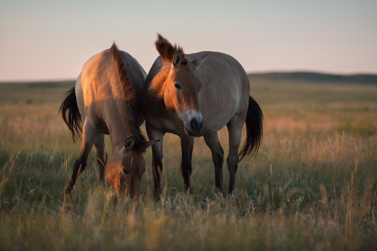 "Лошадь Пржевальского"