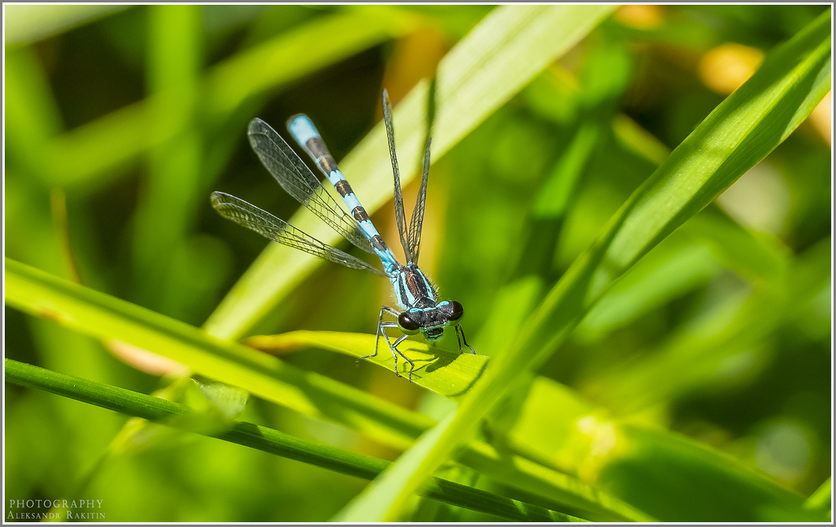 Ты достал уже фотограф...