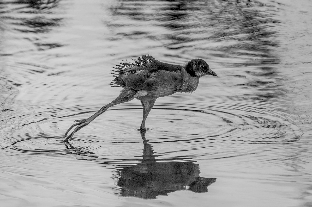 Птенец камышницы. Монохром