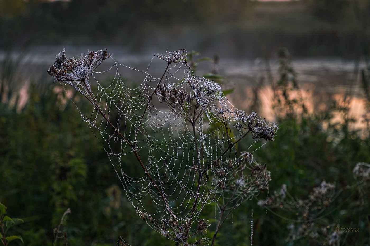Роса на паутине.