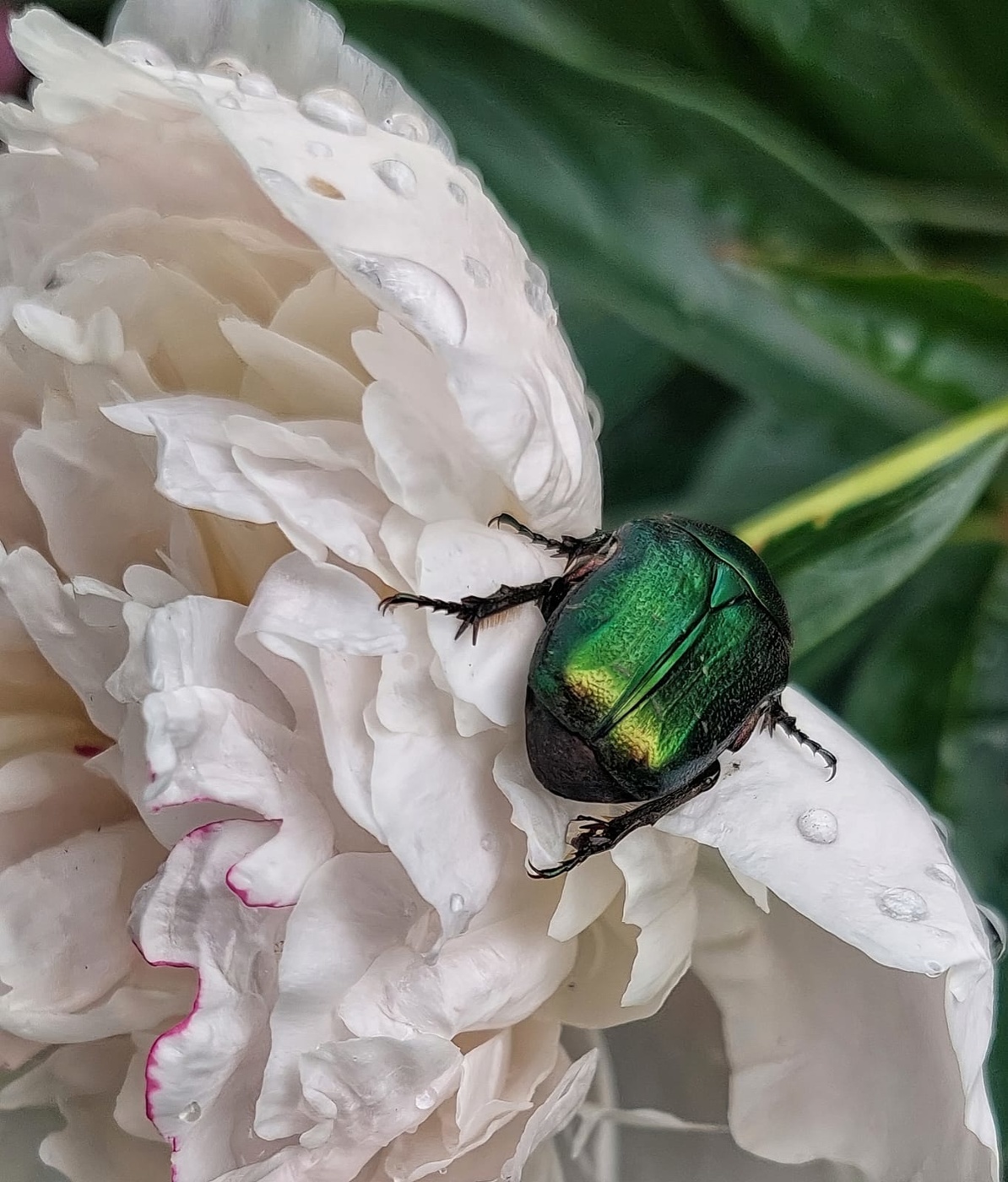 Жук бронзовик