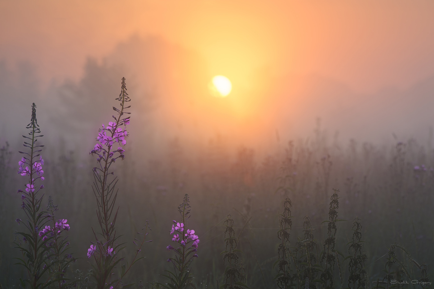 Доброе утро/Иван-чай