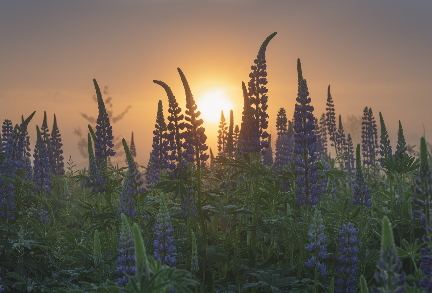 Люпиновый рассвет