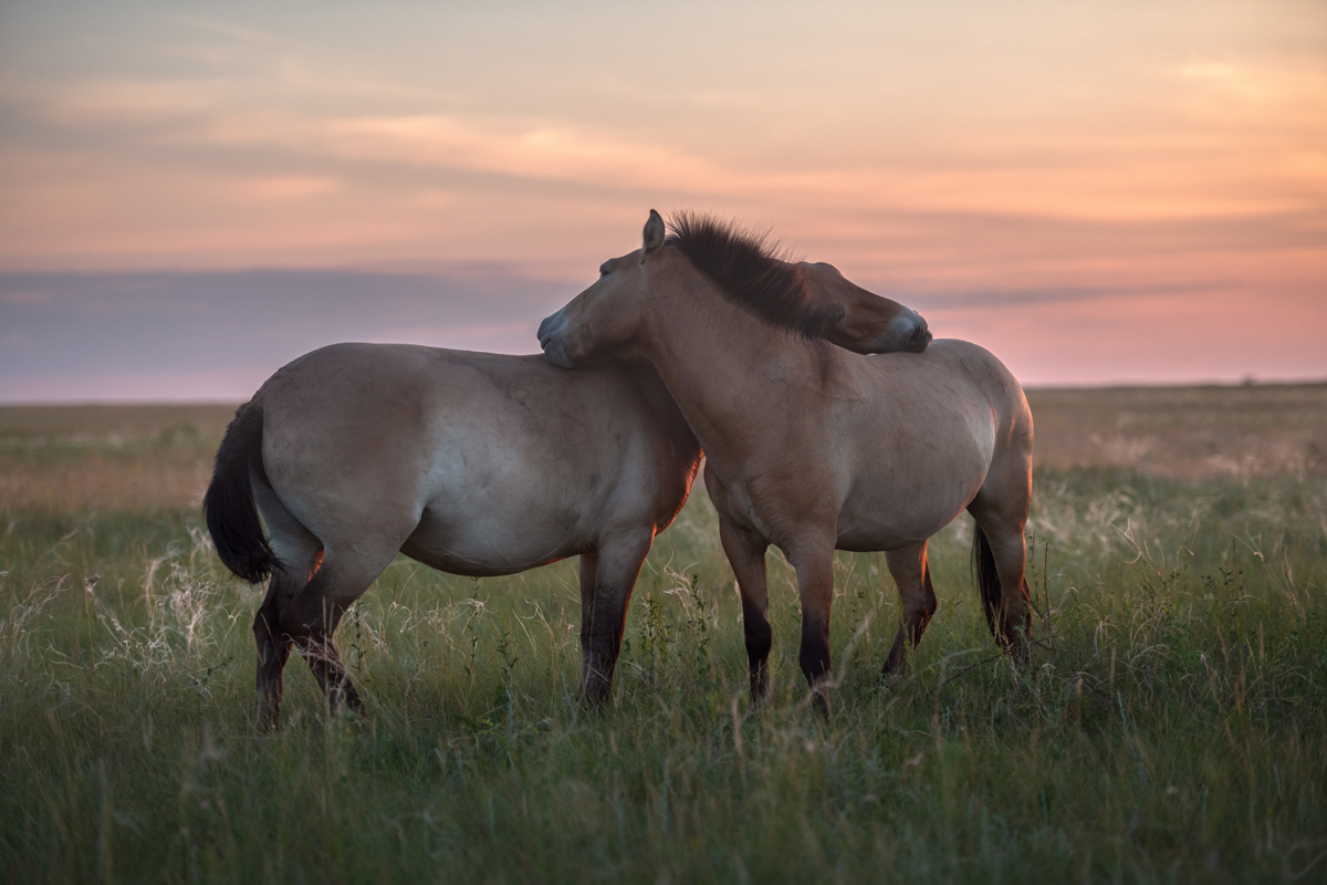 "Почесушки"
