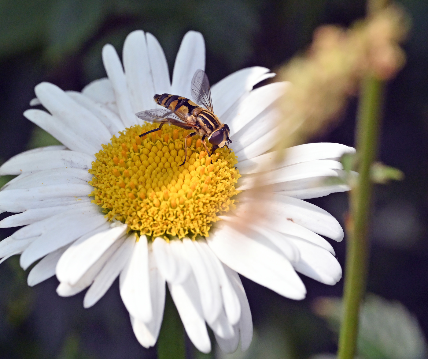 лето, ромашка