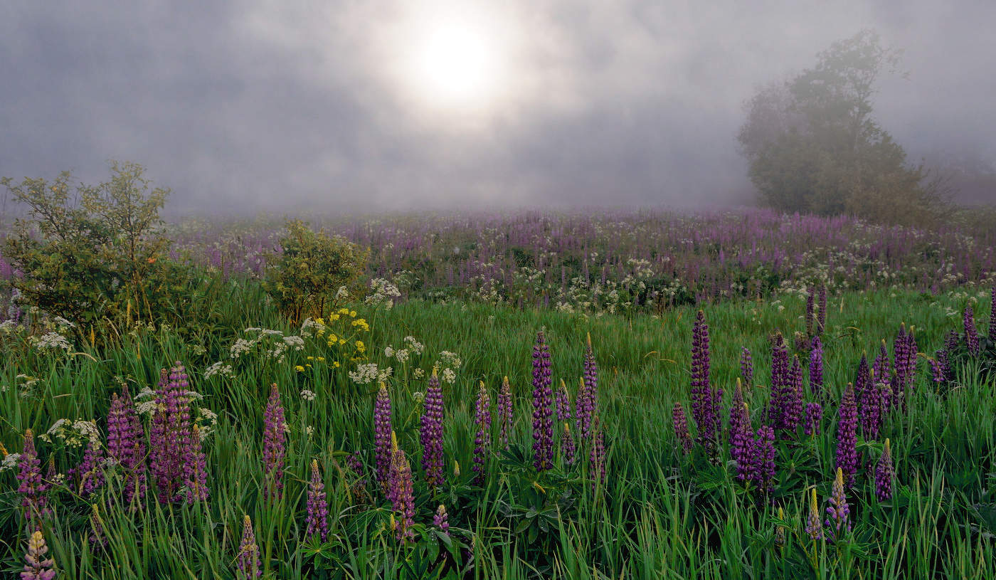 "Люпиновые сны туманом прорастают".