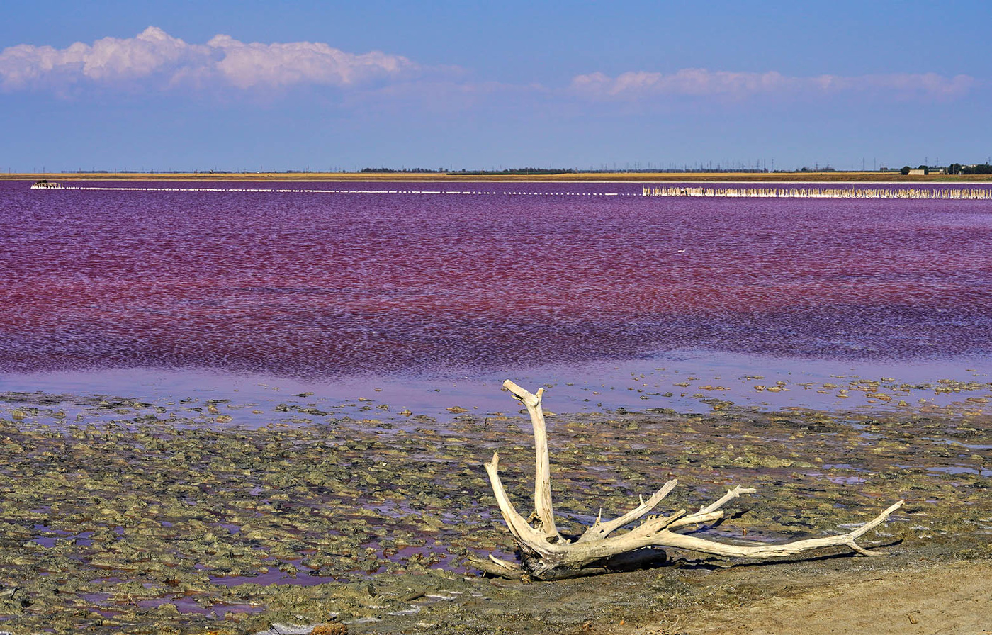 На озере Сасык-Сиваш