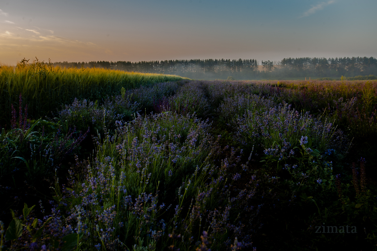 Лавандовое поле