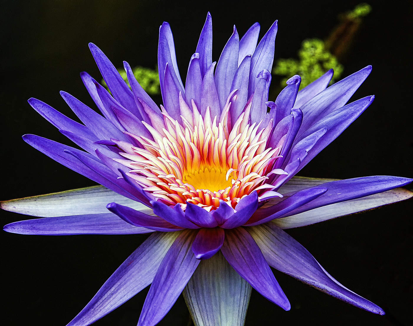 Голубой лотос