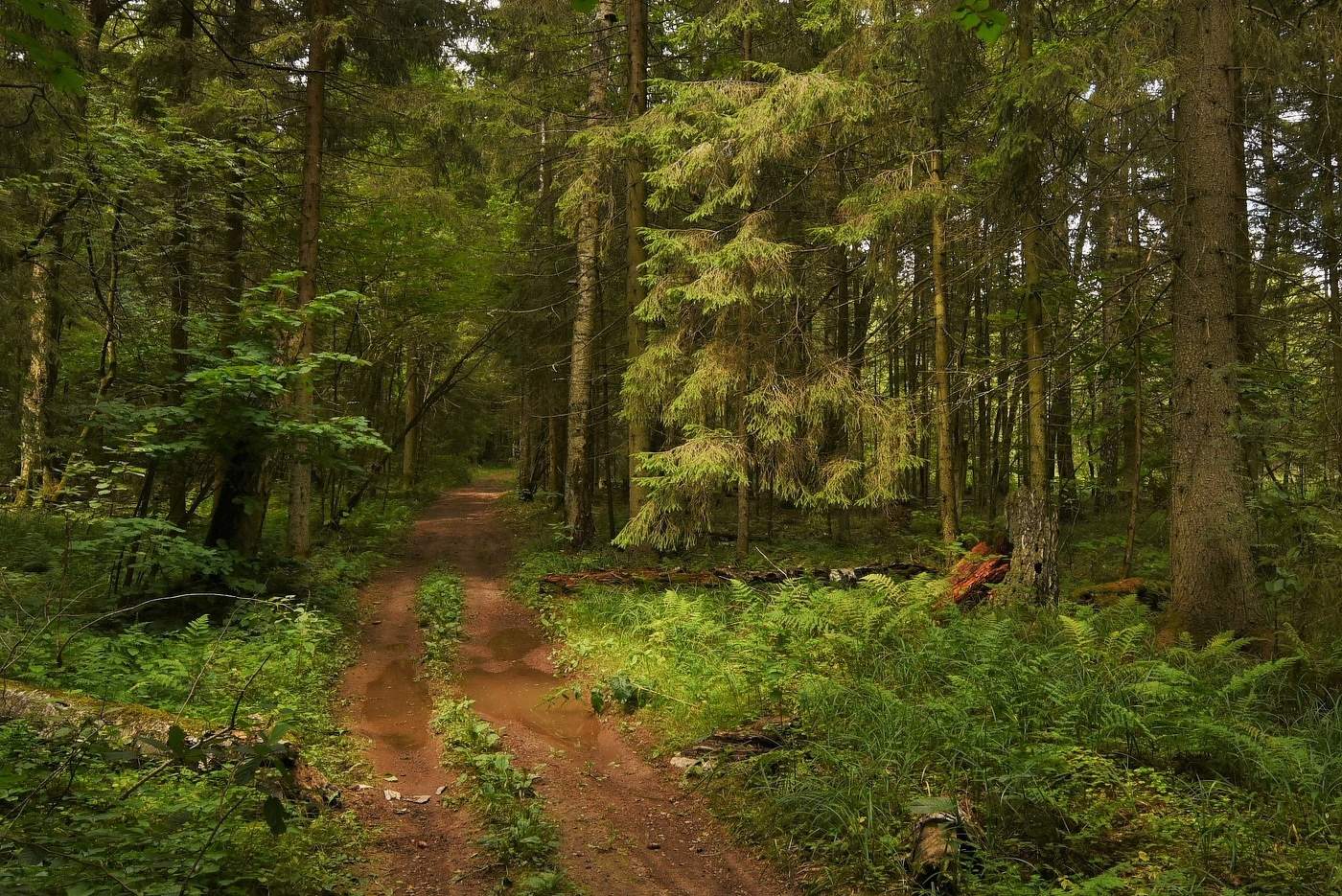 В июльском лесу ...