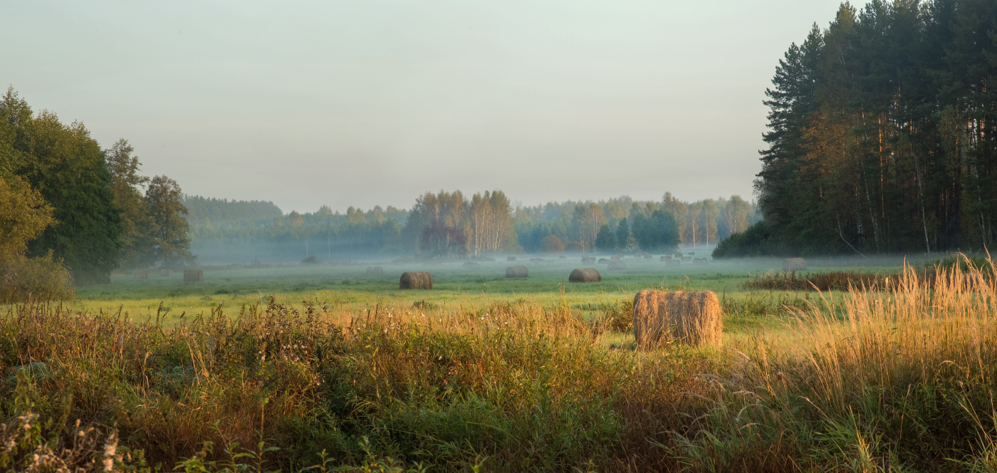 На рассвете близ речки Суворощь