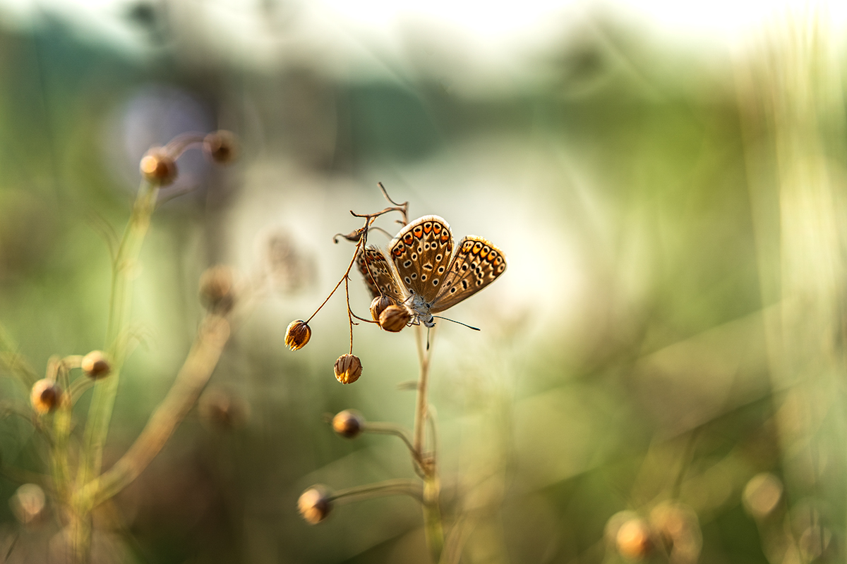 Про бабочку
