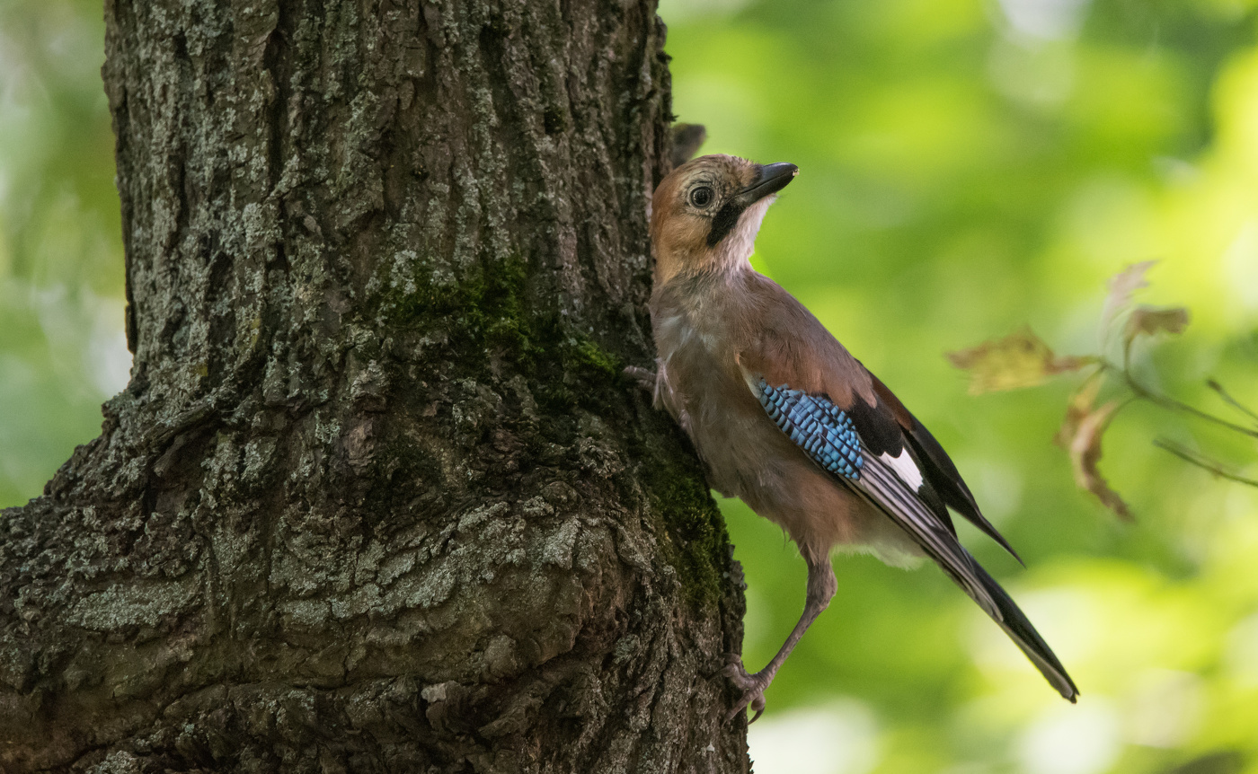 Молодая сойка.