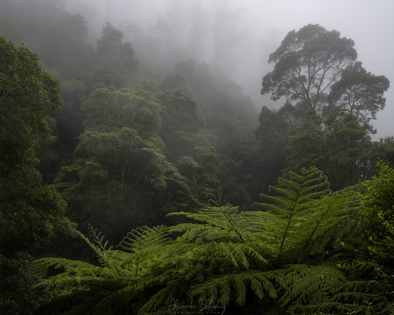 Зачарованный лес
