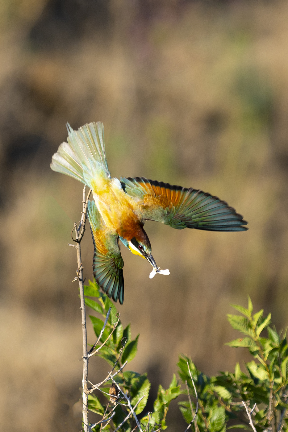 Щурка золотистая