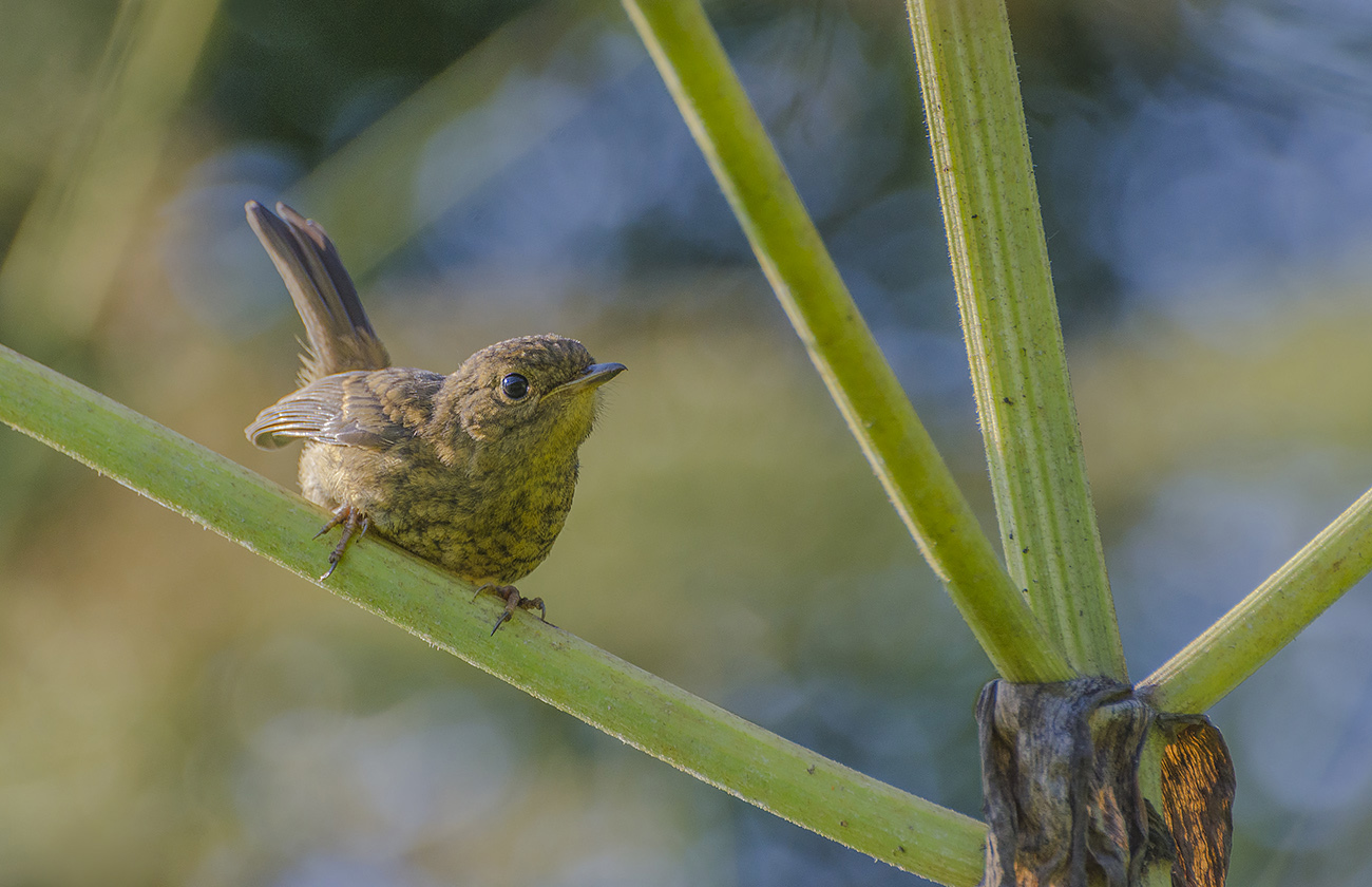 Первое лето