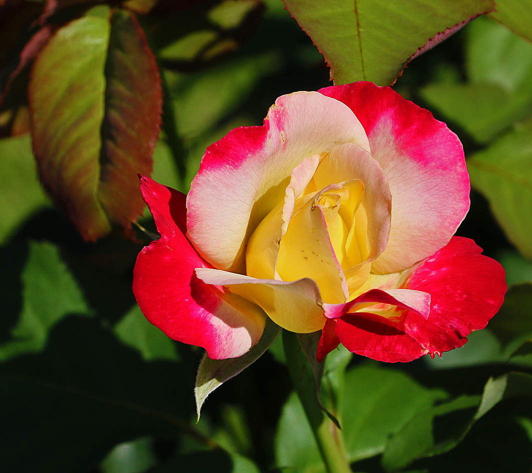 Роза чайно-гибридная дабл делайт