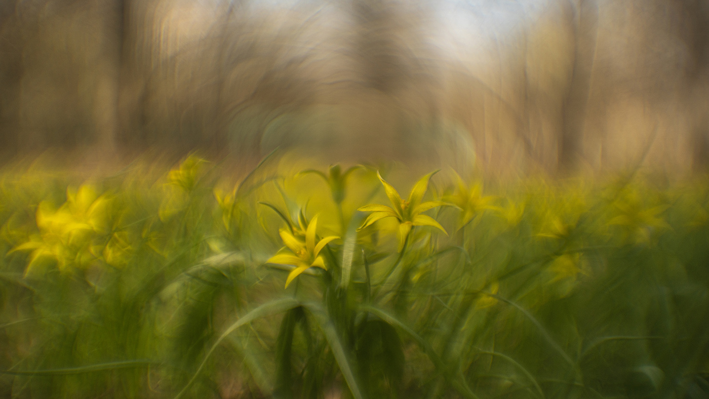 Гусиный лук