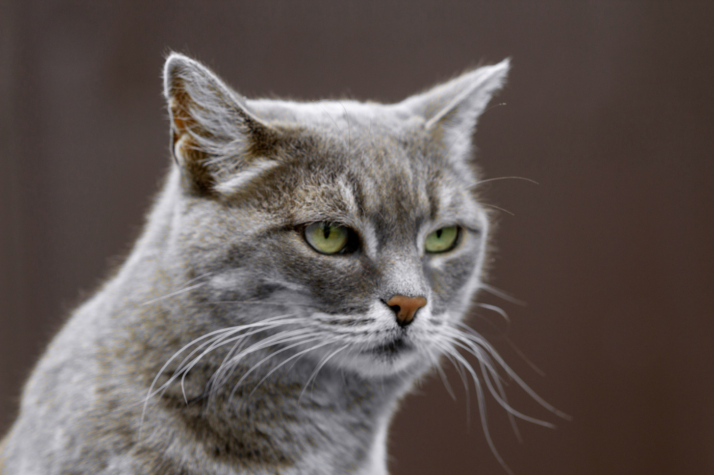 "Гламурный портрет"