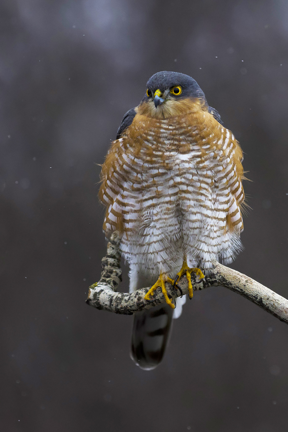 Ястреб перепелятник