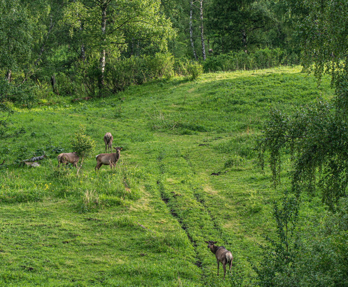 Горный Алтай