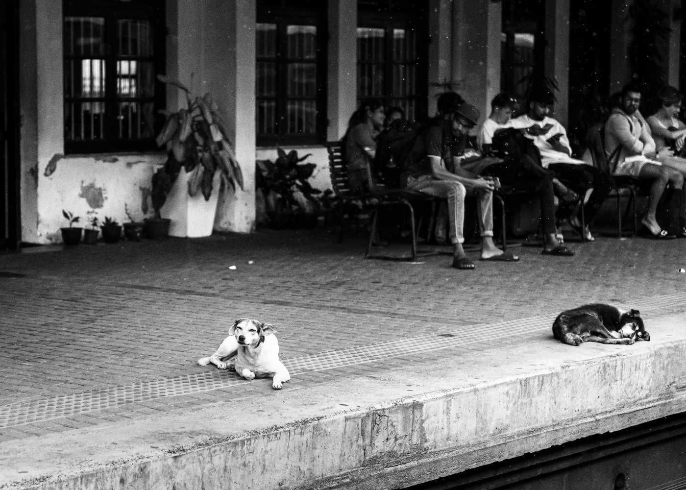 «твоя собака ждет тебя»