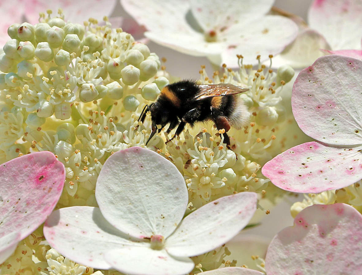 Ох, и вкусная же гортензия!