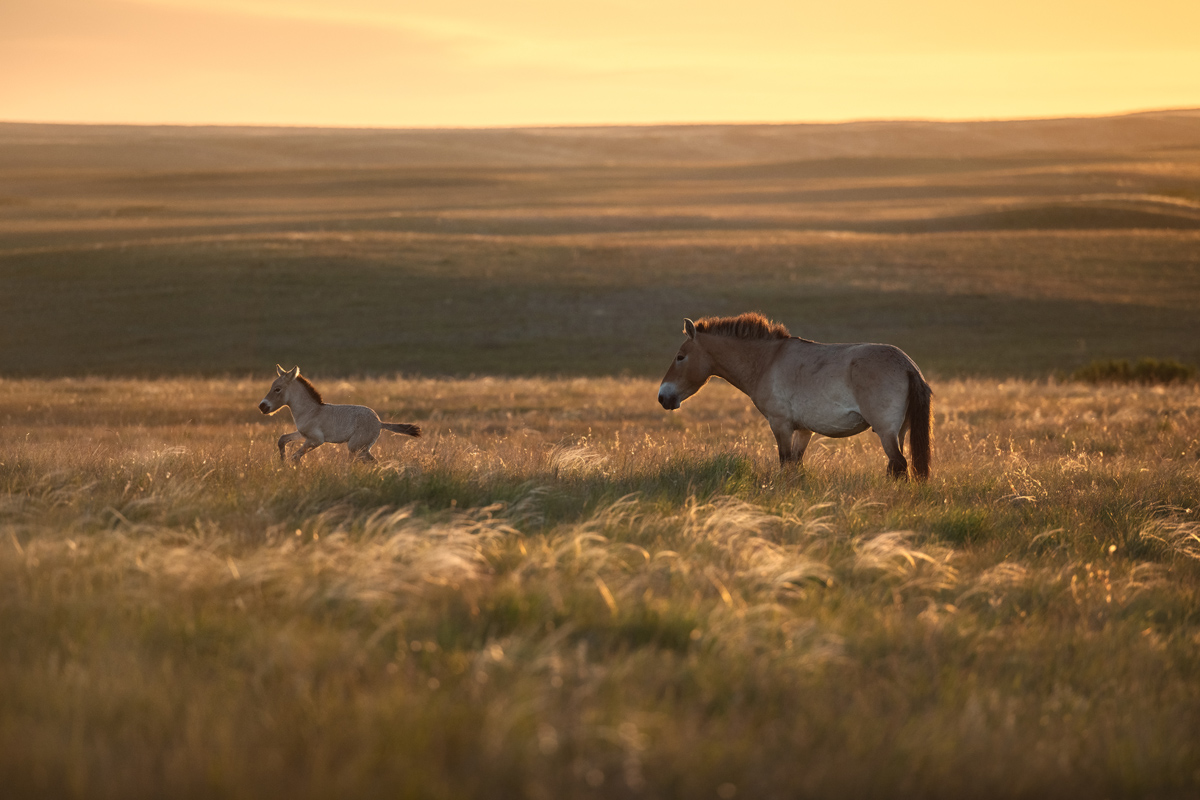 "Первые шаги"